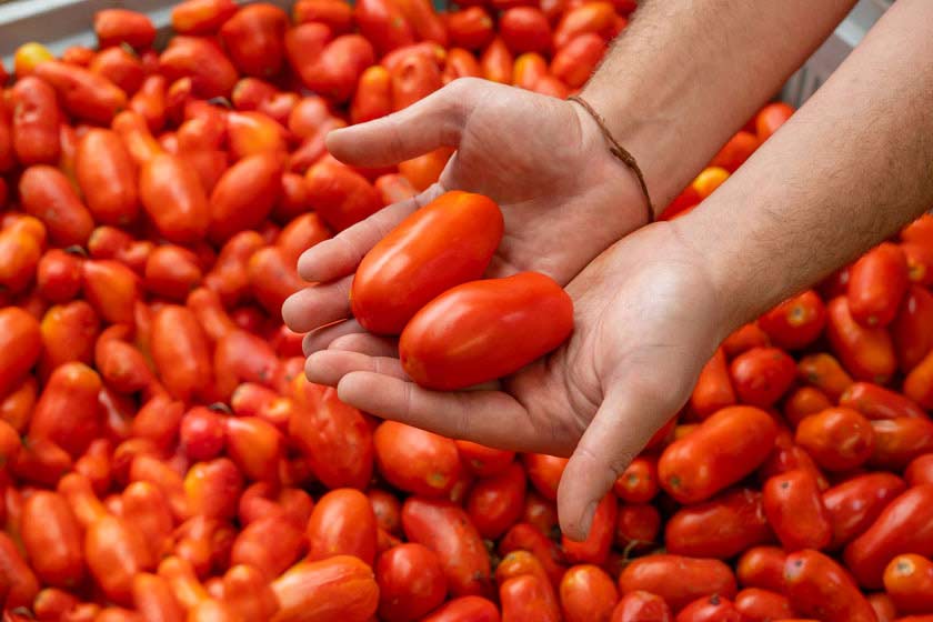 Pomodori di Calabria
