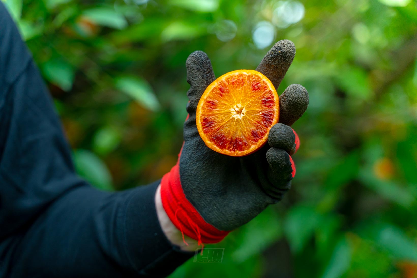 Foto professionale prodotto agricolo calabrese: arancia rossa tagliata tenuta in mano con guanto da lavoro, shooting aziendale Enzus Media Catanzaro